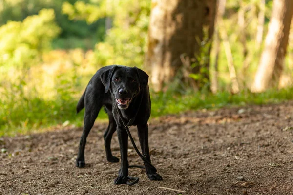 Schwarzer Hund Sommer Bei Einem Waldspaziergang Selektiver Fokus — Stockfoto