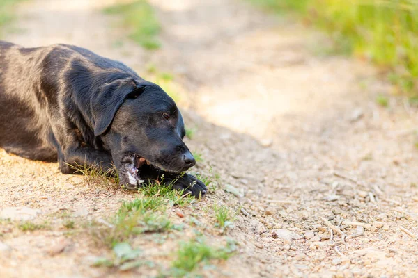 stock image Black labrador retriever playing with a stick on a dirt road