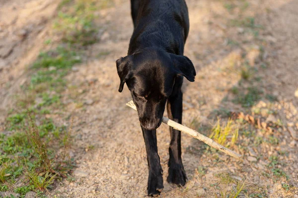 Schwarzer Hund Mit Stock Steht Auf Dem Waldweg Selektiver Fokus — Stockfoto