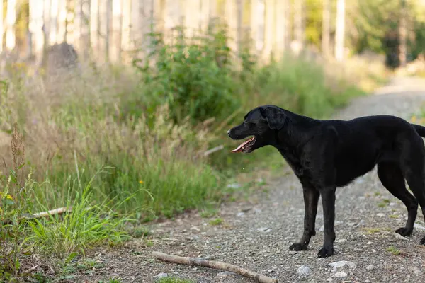 Kara Labrador av köpeği yazın ormanda bir patikada