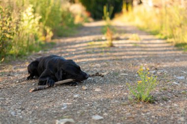 Siyah köpek parkta sopayla oynuyor..