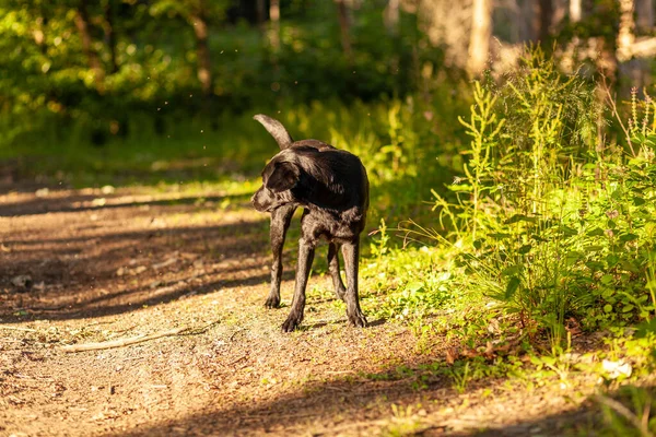 Kara Köpek Güneşli Bir Yaz Gününde Parkta Oynuyor Seçici Odak — Stok fotoğraf