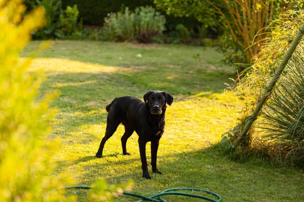 Schwarzer Labrador Retriever Steht Auf Dem Gras Garten — Stockfoto