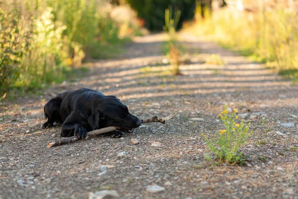 Siyah Köpek Parkta Sopayla Oynuyor — Stok fotoğraf