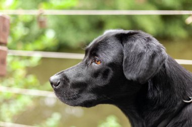 Kameraya bakan siyah Labrador av köpeği portresi.