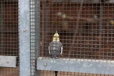 Tayland 'da bir kuş parkında kafeste Cockatiel.