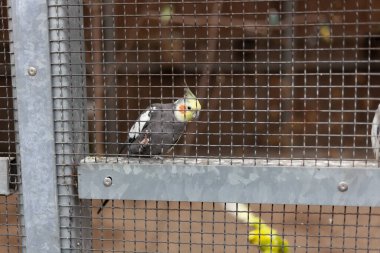 Kuş barınağında kafesteki horoz kuşu..