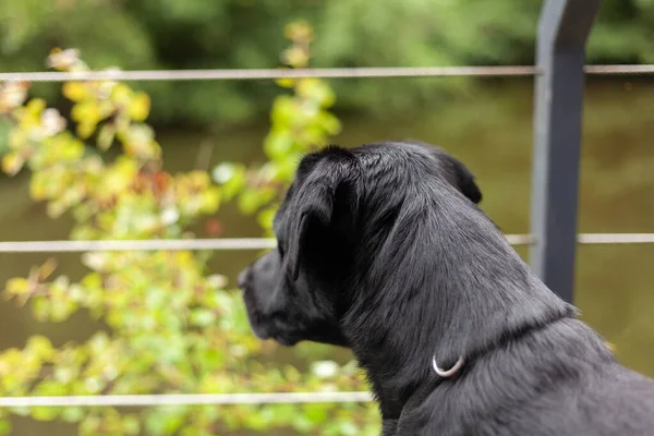 Schwarzer Labrador Retriever Garten Geringe Schärfentiefe — Stockfoto