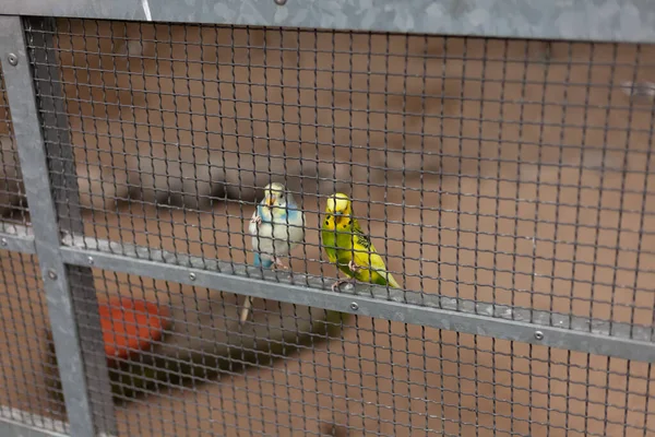 Budgerigar Dans Une Cage Dans Sanctuaire Oiseaux — Photo