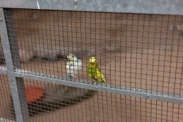 Hayvan Barınağında Bir Kafeste Iki Muhabbet Kuşu — Stok fotoğraf