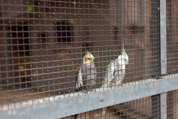 Cockatiel Cage Zoo Close — Stock Photo, Image