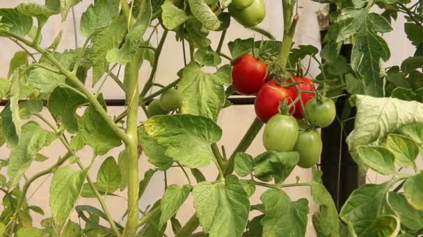 Ντομάτες Βρίσκονται Διάφορα Στάδια Ωρίμανσης Κάποιες Είναι Ακόμα Πράσινες Ενώ — Αρχείο Βίντεο
