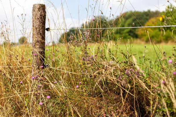 Summer meadow with wild flowers and a fence post in the foreground