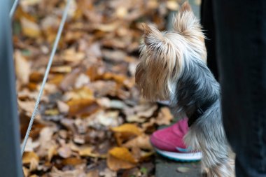 Yorkshire Terrier puppy standing on a leash in the autumn park clipart