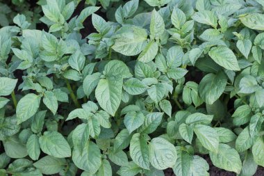 Patates yaprakları yakın çekim. Üst Manzara. Tarım ve doğal bitki büyümesinin güzelliği.