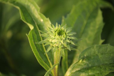Süt devedikeni fabrikasını kapatın.