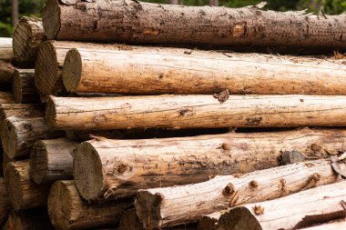 Ormanda yatan kesik ağaç gövdelerinin yan görünüşü