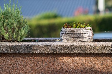 Taş duvardaki saksılarda dekoratif bitkiler, yakın plan.