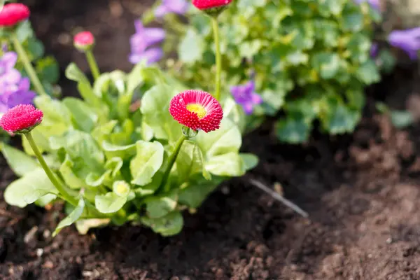 stock image Big Red English Daisy also known as Bellis perennis in a garden