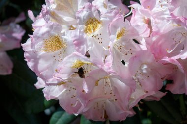 Big bee on a pink flower in the forest clipart