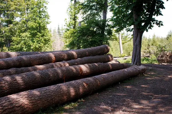 Ormanda bir sıra kesik çam sandığı. Görüntü açısı