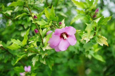Hibiscus syriacus, Malvaceae familyasından bir bitki türü..