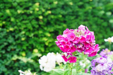 Bahçede pembe ve beyaz feniks çiçekleri, stok fotoğrafı.
