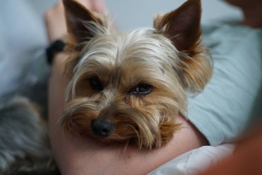 Küçük Yorkshire Teriyeri başını sahibinin kollarında dinlendiriyor.