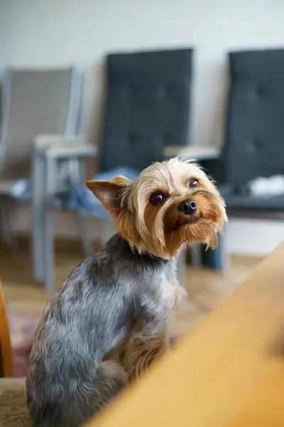 Yorkshire Teriyeri masada oturuyor ve kameraya bakıyor.