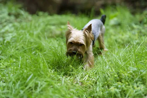 stock image Little curious Yorkshire terrier on green grass in the forest