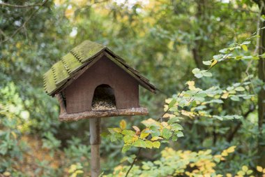 Sonbahar ormanında kuş yemliği