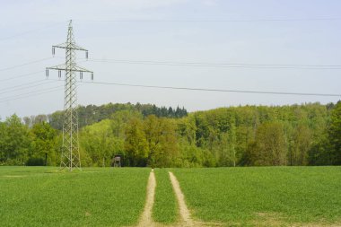 Tarlada elektrik hattı var. Arka planda orman var. Çek Cumhuriyeti.