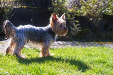 Uzun saçlı tüylü tüylü bir Yorkshire teriyeri arka bahçedeki çimlerin üzerinde düşünceli bir şekilde duruyor. Evcil köpek yaşam konsepti