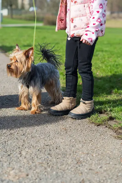 stock image A small beautiful shaggy Yorkshire terrier is standing on a leash next to his little owner. Human and dog friendship concept