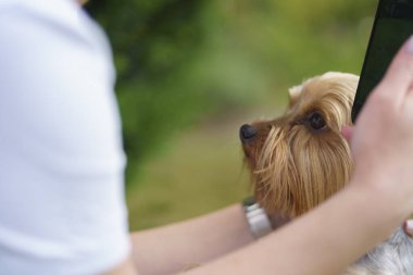 Sahibinin kollarında küçük şirin Yorkshire teriyeri