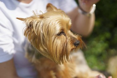 Sahibinin kollarında küçük şirin Yorkshire teriyeri