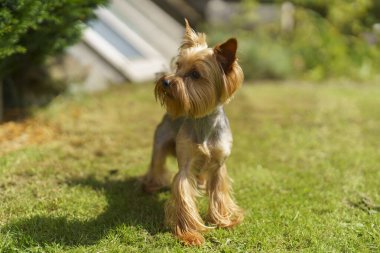 Yeşil bir yaz çimenliğinde küçük eğlenceli Yorkshire teriyeri. Köpek oyunları açık havada.