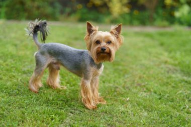 Yeşil bir yaz çimenliğinde küçük eğlenceli Yorkshire teriyeri. Köpek oyunları açık havada.