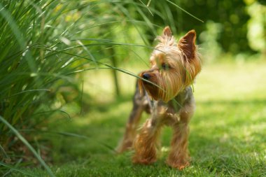 Yeşil bir yaz çimenliğinde küçük eğlenceli Yorkshire teriyeri. Köpek oyunları açık havada.
