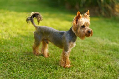 Yeşil bir yaz çimenliğinde küçük eğlenceli Yorkshire teriyeri. Köpek oyunları açık havada.