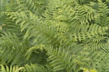 Yol kenarında yoğun yeşil eğrelti otları.