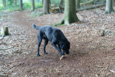 Siyah, oyuncu bir Labrador köpeği elinde sopayla orman yolunda. Doğal çevrede bir evcil hayvan. Bir köpeğin hayatının neşesi.