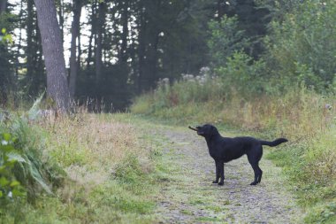 Siyah, oyuncu bir Labrador köpeği elinde sopayla orman yolunda. Doğal çevrede bir evcil hayvan. Bir köpeğin hayatının neşesi.