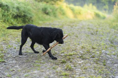 Siyah, oyuncu bir Labrador köpeği elinde sopayla orman yolunda. Doğal çevrede bir evcil hayvan. Bir köpeğin hayatının neşesi.