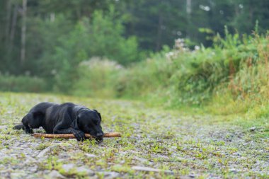 Siyah, oyuncu bir Labrador köpeği elinde sopayla orman yolunda. Doğal çevrede bir evcil hayvan. Bir köpeğin hayatının neşesi.