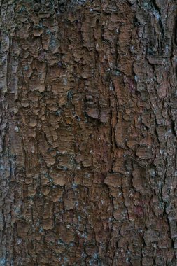 Yaz ormanındaki kozalaklı bir ağacın doğal kabuğu. Güzel doğal doku.