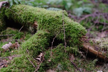 Yazın sık ormanlarda yeşil yosunlarla kaplı eski ağaç kütüğü. Derin doğal kavram