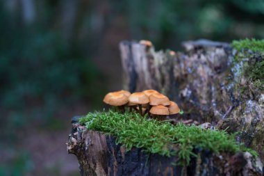 Yazın sık ormanlarda olmayan bir sürü mantar yetişiyor. Doğanın yenilenebilirliği kavramı