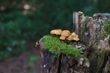 Yazın sık ormanlarda olmayan bir sürü mantar yetişiyor. Doğanın yenilenebilirliği kavramı