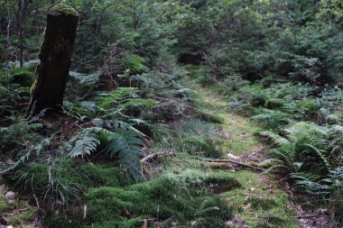 Yazın sık ormanlarda yeşil yosunlarla kaplı eski ağaç kütüğü. Derin doğal kavram